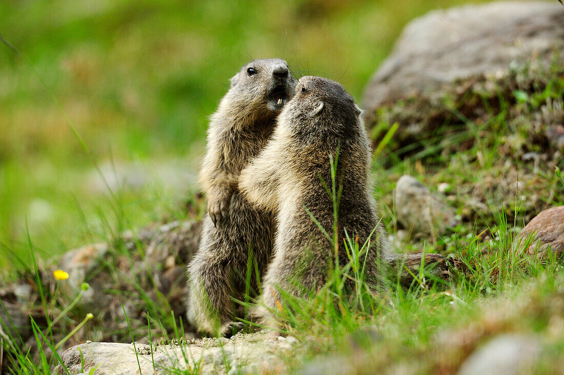 Two Alpine marmots (Marmota marmota) fighting, Stubai, Stubai Alps, Tyrol, Austria
