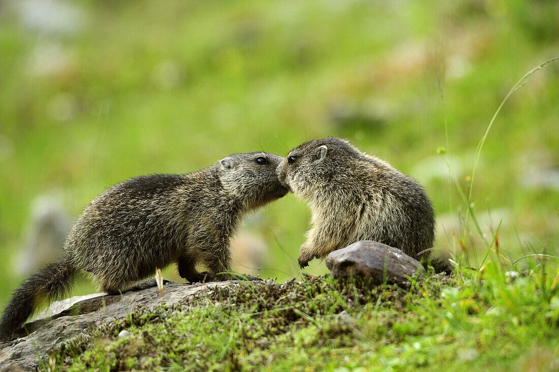 Zwei Alpenmurmeltiere (Marmota marmota) beschnuppern sich, Stubai, Stubaier Alpen, Tirol, Österreich