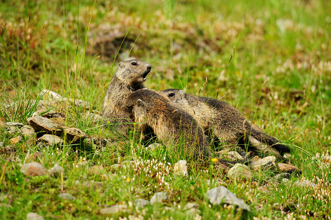 Three Alpine marmots (Marmota marmota), Stubai, Stubai Alps, Tyrol, Austria