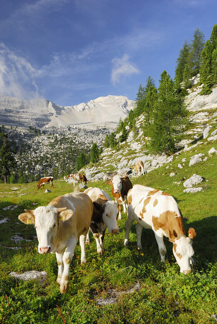 Kühe grasen auf der Fanesalm, Lavarella, Naturpark Fanes-Senes-Prags, Dolomiten, Trentino-Südtirol, Italien