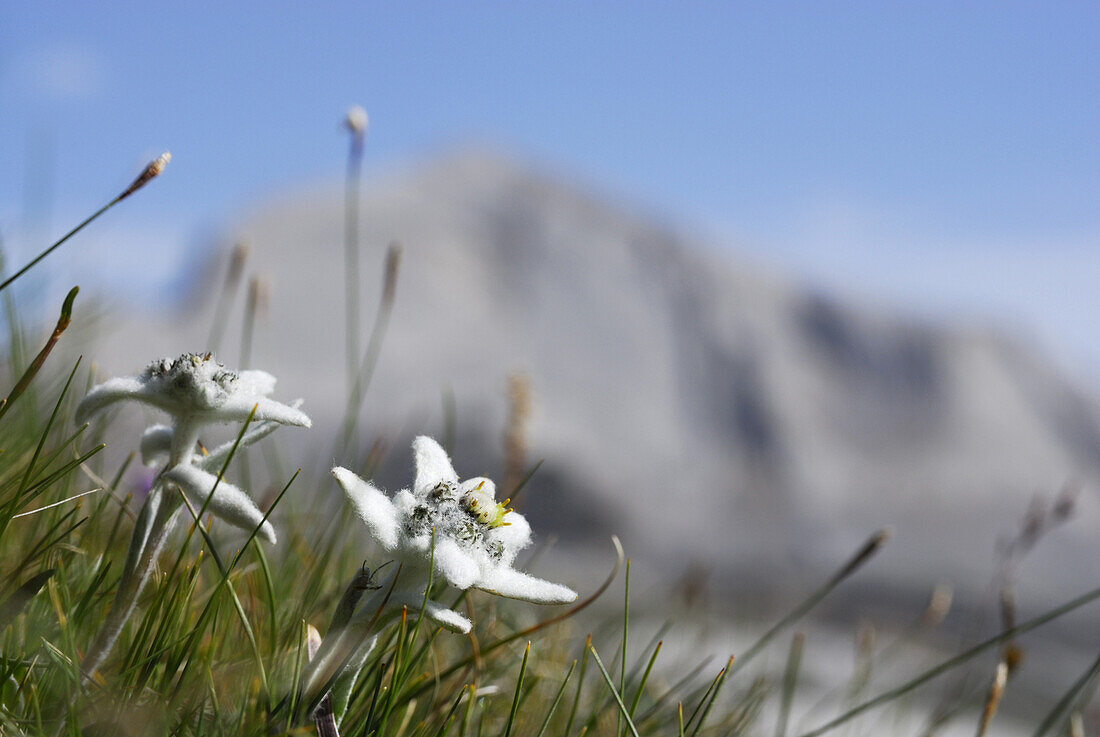 Edelweiß (Leontopodium alpinum), Naturpark Fanes-Senes-Prags, Dolomiten, Trentino-Südtirol, Italien