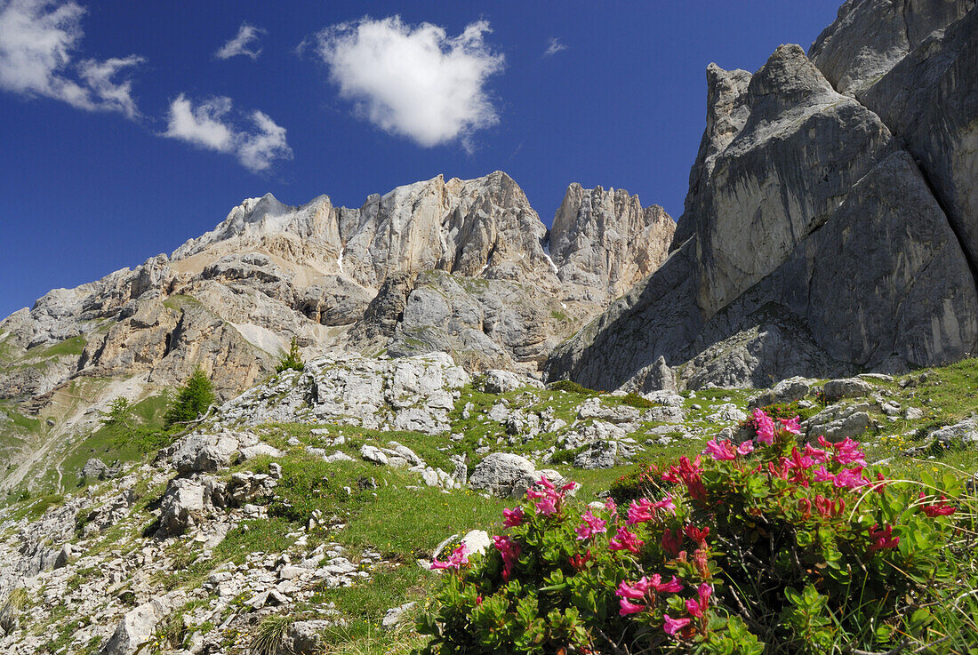 Blooming alpine roses, Vernel, Marmolada, Dolomites, Trentino-Alto Adige/South Tyrol, Italy