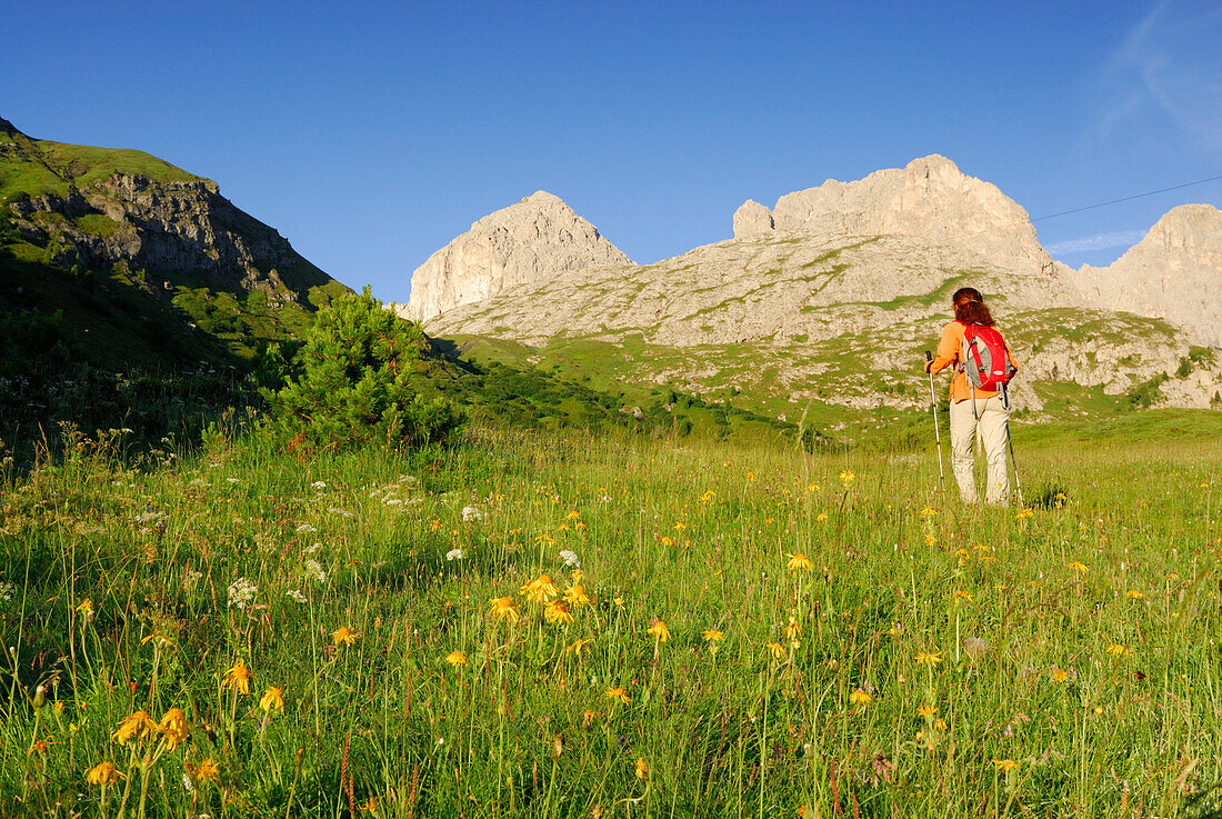 Woman hiking over meadow to Antermoia hut, Rosengarten group, Dolomites, Trentino-Alto Adige/South Tyrol, Italy