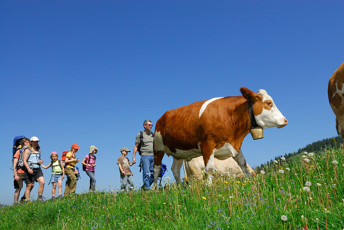 Wandergruppe mit Kindern passiert Wiese mit Kühen, Bayerische Alpen, Oberbayern, Bayern, Deutschland