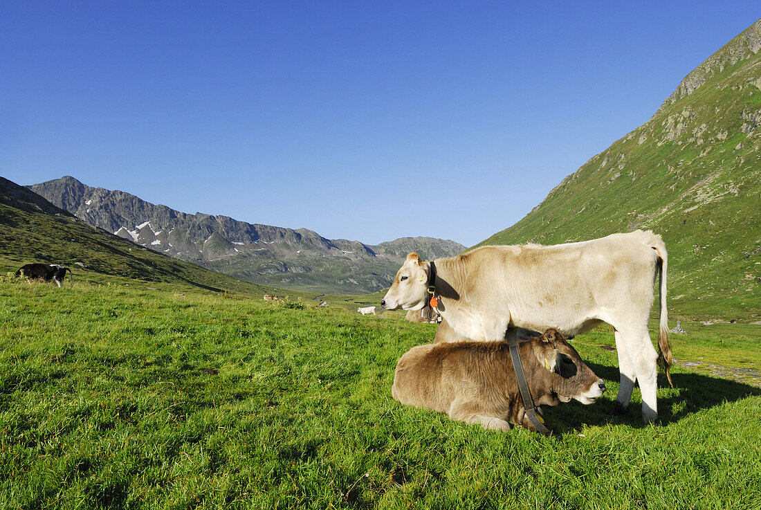 Cattle on pasture, Piora Valley, Ticino Alps, Canton of Ticino, Switzerland