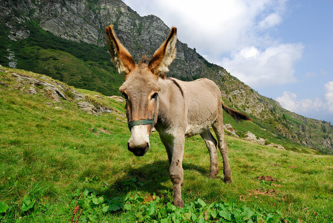 Esel steht auf einer Bergwiese, Tessiner Alpen, Tessin, Schweiz