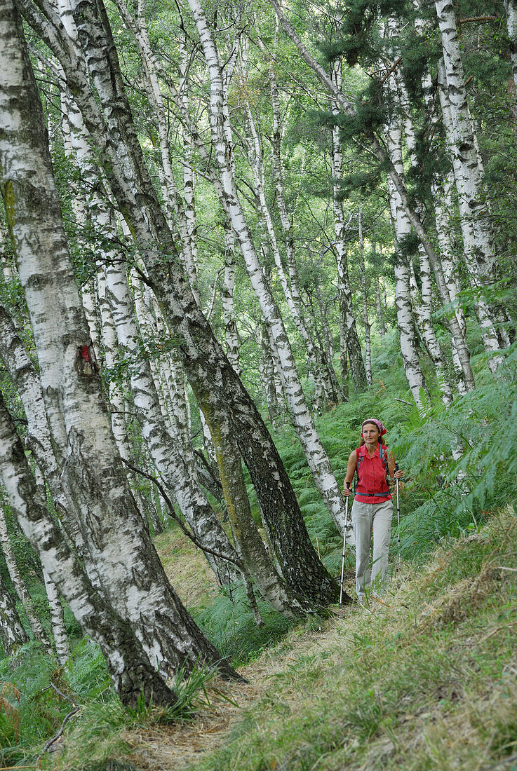 Frau wandert auf Pfad durch Birkenwald, Monti Lariani, Comer See, Lombardei, Italien