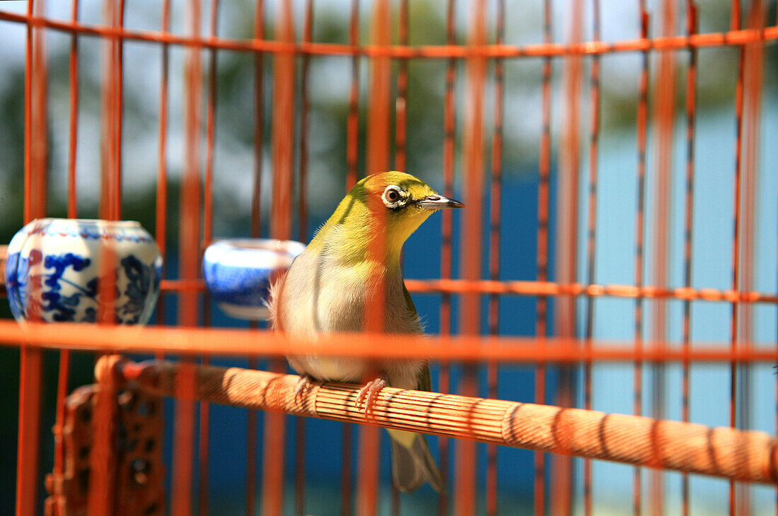 Vogel in einem Käfig auf dem Vogelmarkt von Hongkong, Hongkong, China
