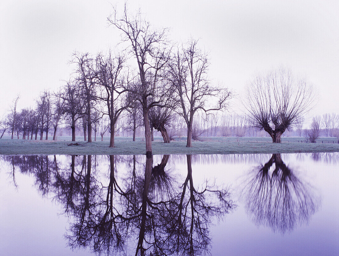 Kopfweiden im Hochwasser, Auenlandschaft am Rhein, Düsseldorf, Nordrhein-Westfalen, Deutschland