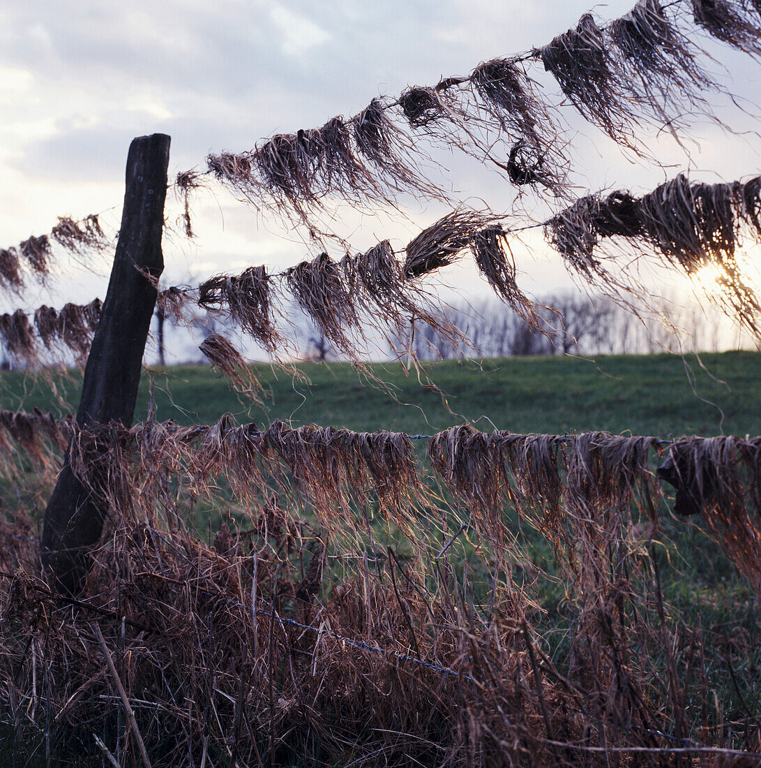 Dry grass in a fence, pastureland at river Rhine, Dusseldorf, North Rhine-Westphalia, Germany