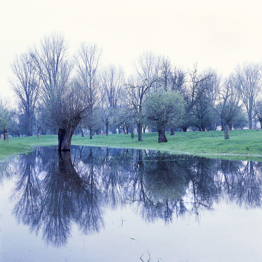 Kopfweiden im Hochwasser, Auenlandschaft am Rhein, Düsseldorf, Nordrhein-Westfalen, Deutschland