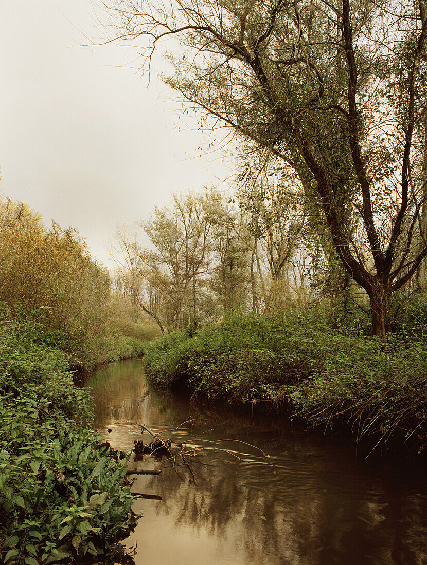 Pastureland at river Rhine, Dusseldorf, North Rhine-Westphalia, Germany