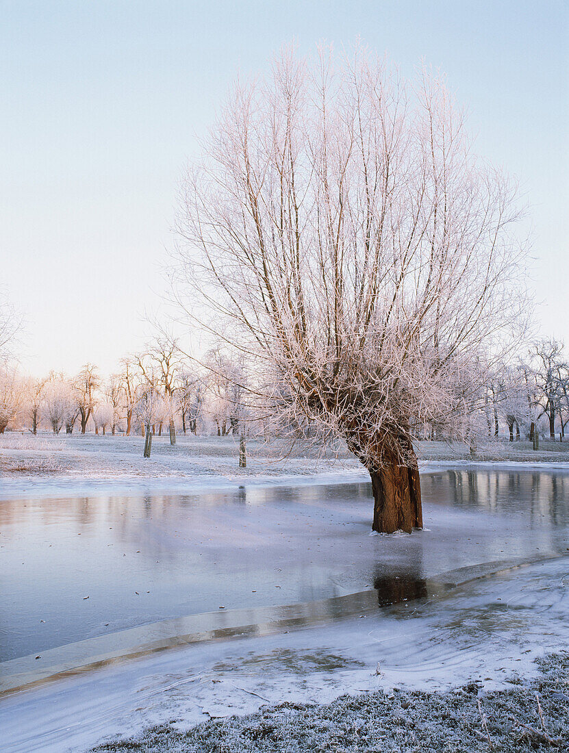 Kopfweiden im Hochwasser, winterliche Auenlandschaft am Rhein, Düsseldorf, Nordrhein-Westfalen, Deutschland