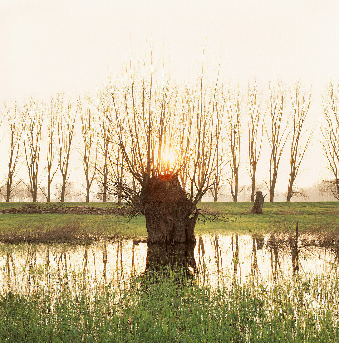 Pollard willow trees in high water, pastureland at river Rhine, Dusseldorf, North Rhine-Westphalia, Germany