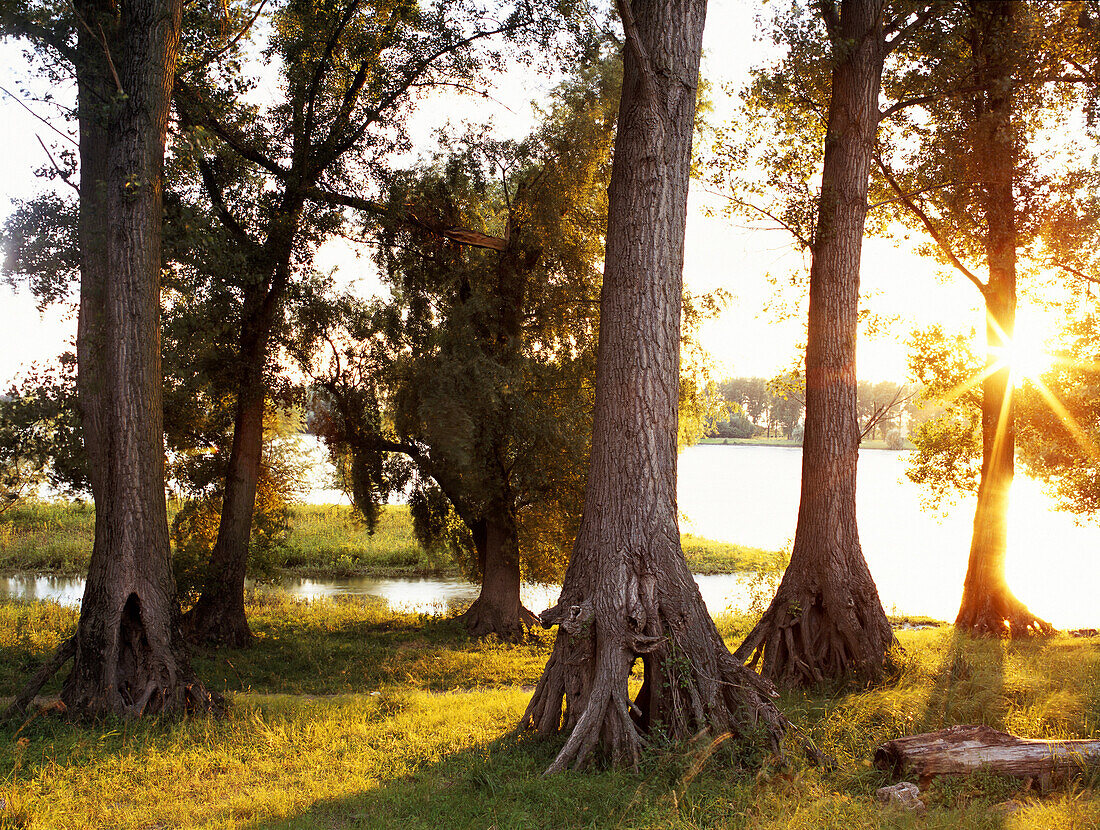 Pastureland near river Rhine with poplars, Dusseldorf, North Rhine-Westphalia, Germany