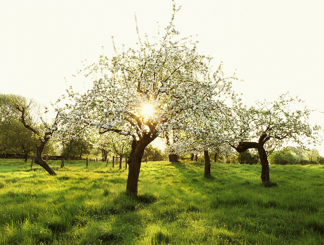 Blooming apple trees at river Rhine, Dusseldorf, North Rhine-Westphalia, Germany