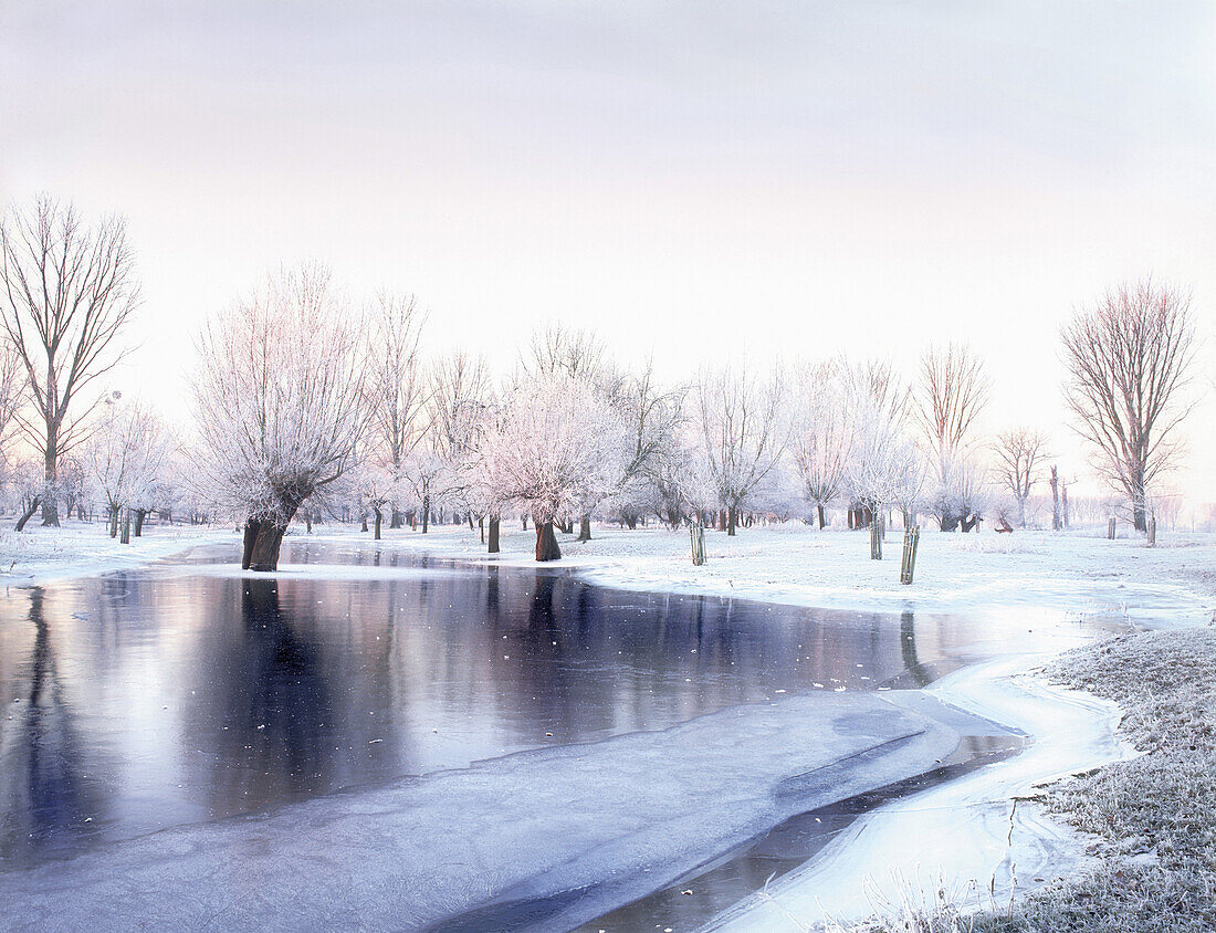 Kopfweiden im Hochwasser, winterliche Auenlandschaft am Rhein, Düsseldorf, Nordrhein-Westfalen, Deutschland