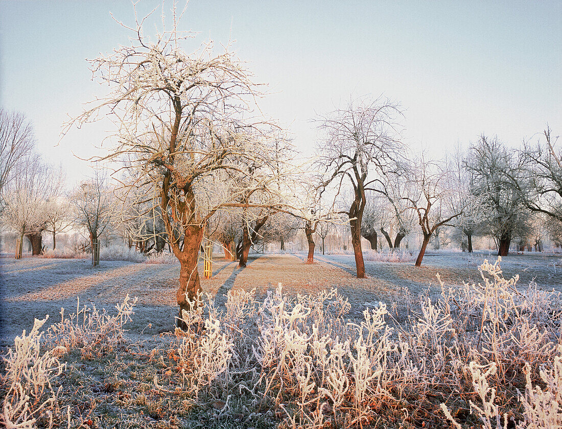 Auenlandschaft am Rhein mit schneebedeckten Obstbäumen, Düsseldorf, Nordrhein-Westfalen, Deutschland