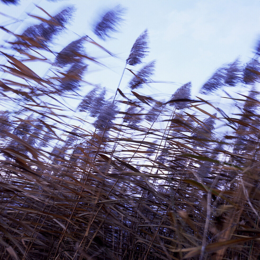 Reed at Rhine in autumn, Dusseldorf, North Rhine-Westphalia, Germany