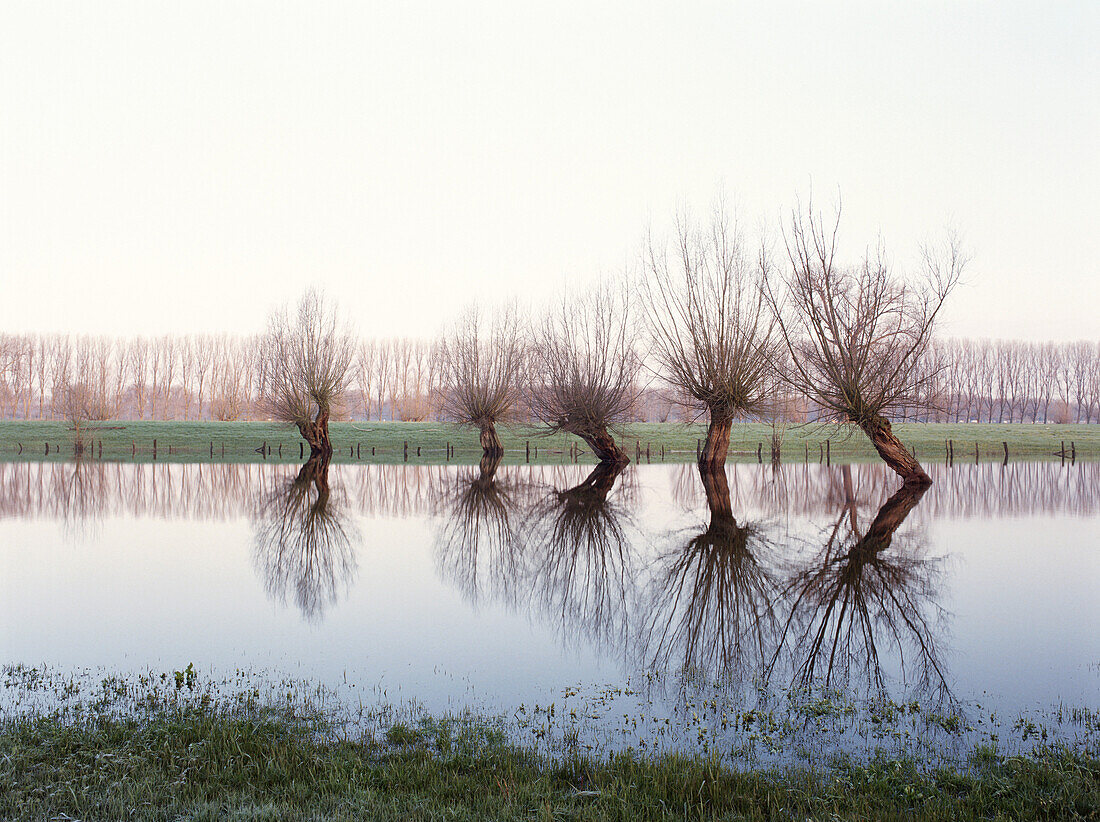 Pollard willow trees in high water, pastureland at river Rhine, Dusseldorf, North Rhine-Westphalia, Germany