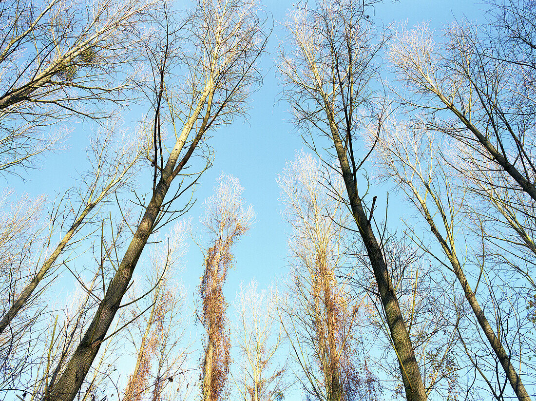 Bare beech trees with hoarfrost, riverside forest near Rhine, Dusseldorf, North Rhine-Westphalia, Germany