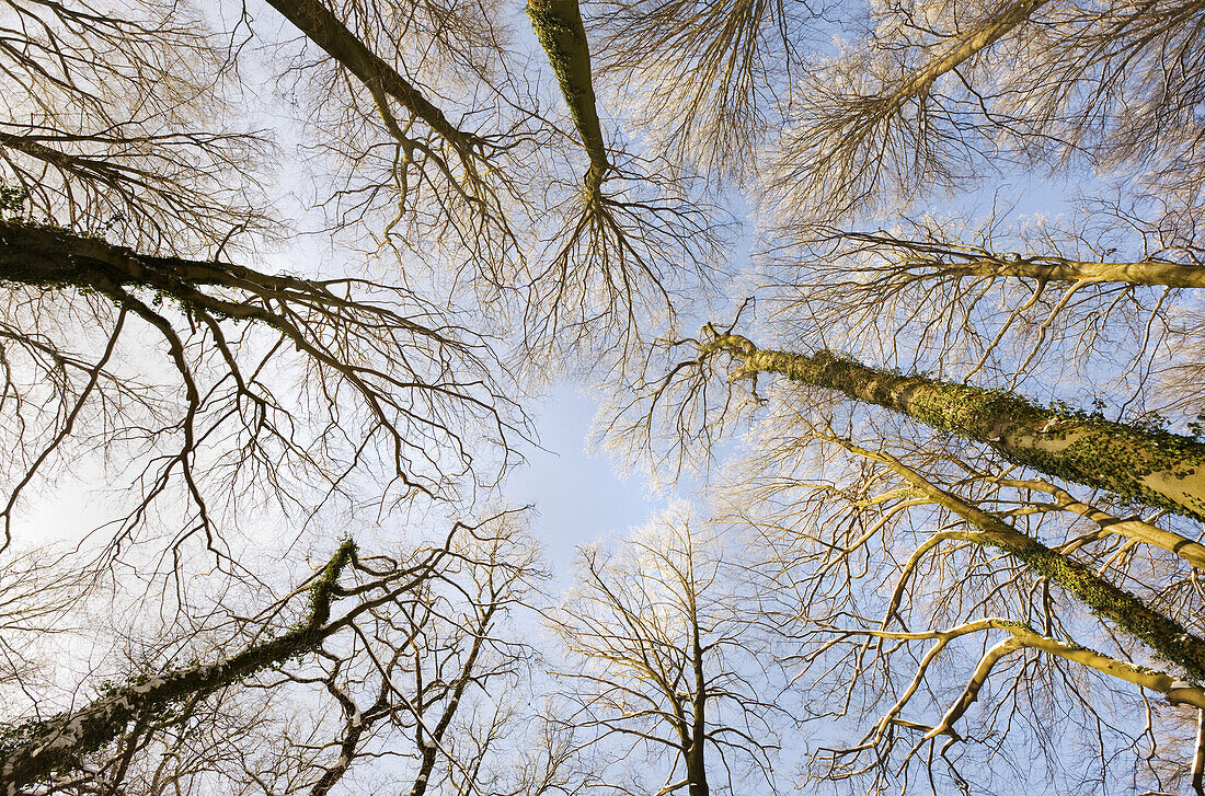 Bare beech trees with hoarfrost, riverside forest near Rhine, Dusseldorf, North Rhine-Westphalia, Germany