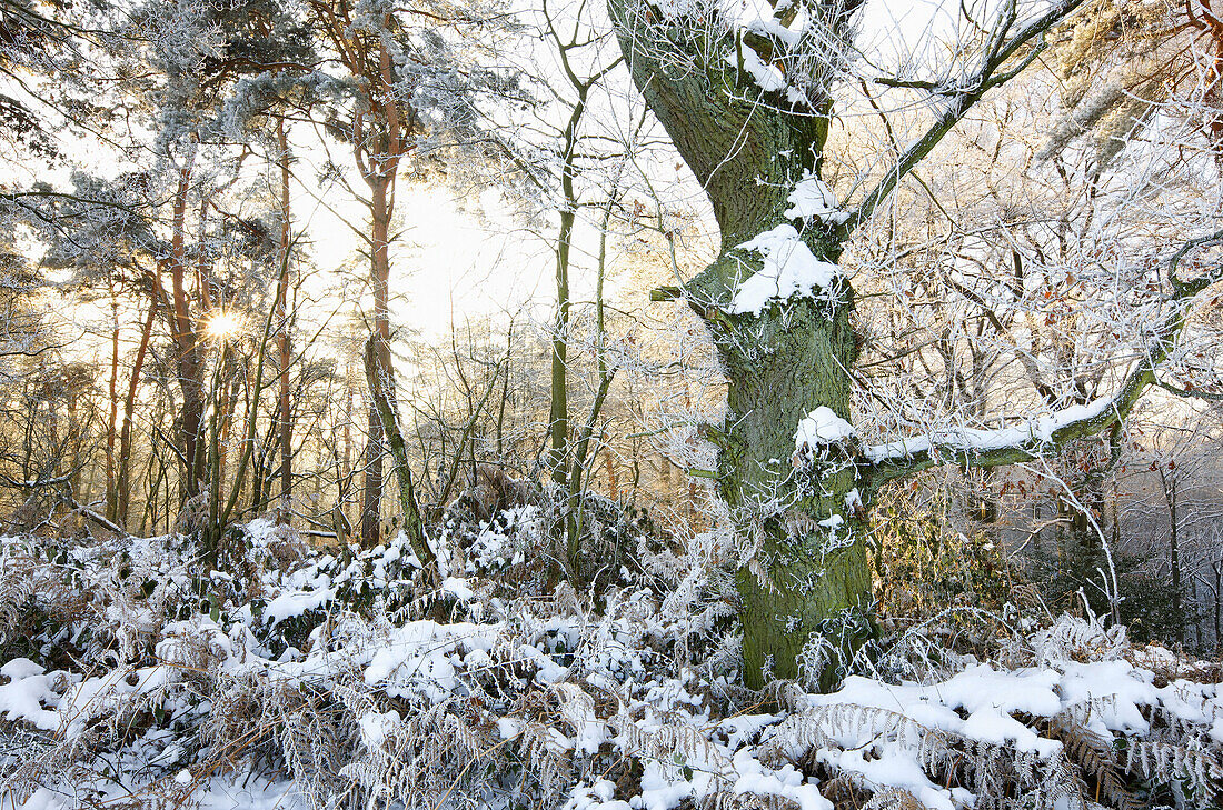 Wald mit Eichen und Kiefern im Winter, Düsseldorf, Nordrhein-Westfalen, Deutschland