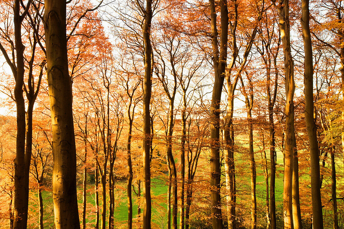 Grafenberg forest in autumn, Dusseldorf, North Rhine-Westphalia, Germany