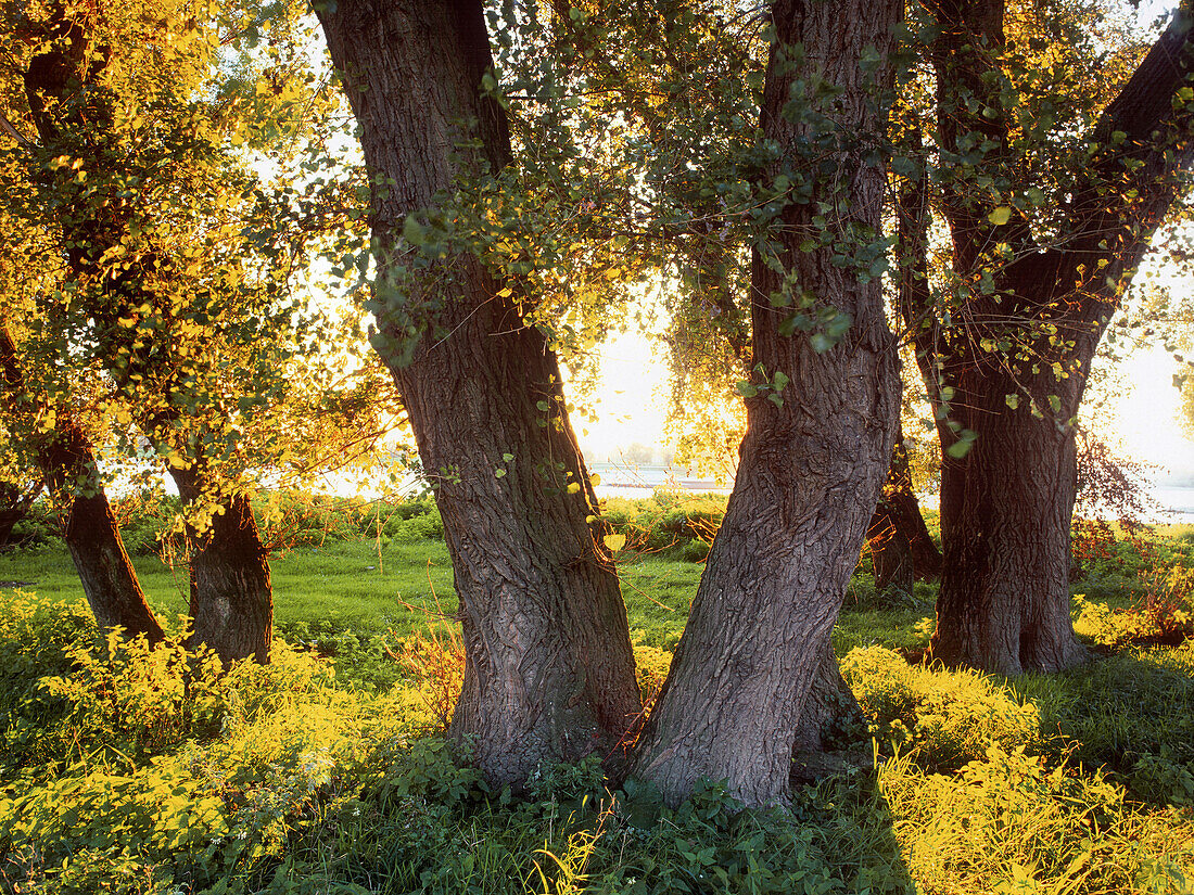 Auenlandschaft am Rhein mit Pappeln, Düsseldorf, Nordrhein-Westfalen, Deutschland