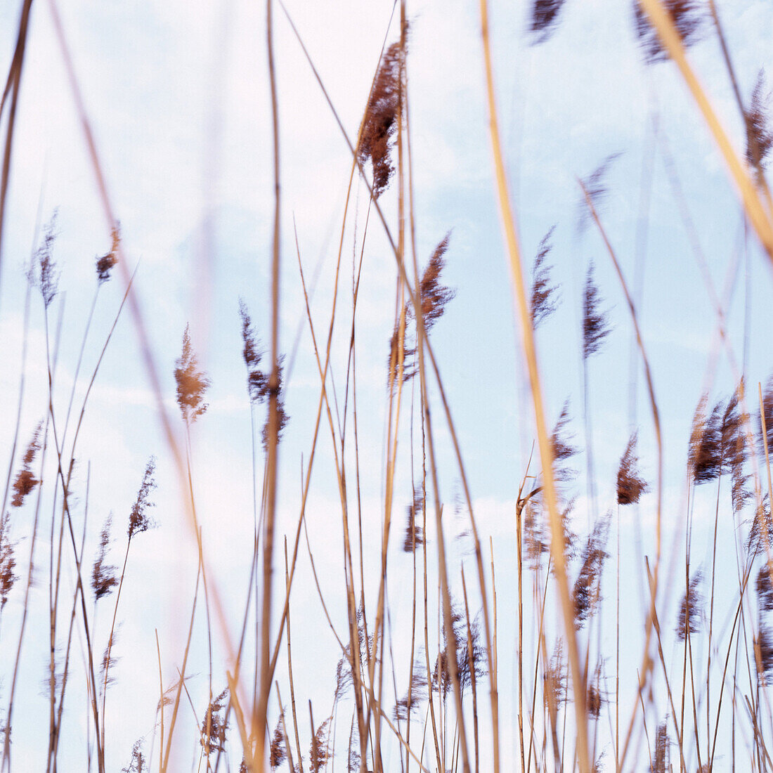 Reed at river Rhine in spring, Dusseldorf, North Rhine-Westphalia, Germany