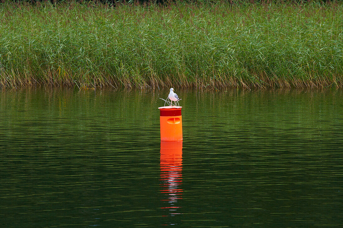 Sea gull on Jezioro Mamry (Mamry Lake) near Gizycko, Lötzen, Mazurskie Pojezierze, East Prussia, Poland, Europe