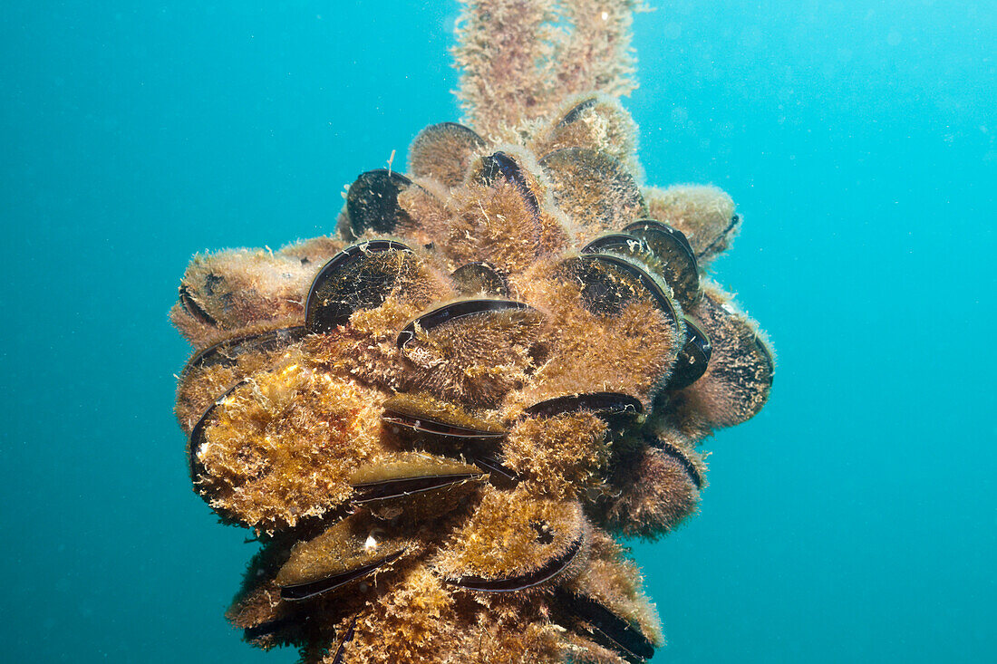Blue Mussels, Mytilus edulis, Croatia, Istria, Adriatic Sea, Mediterranean Sea