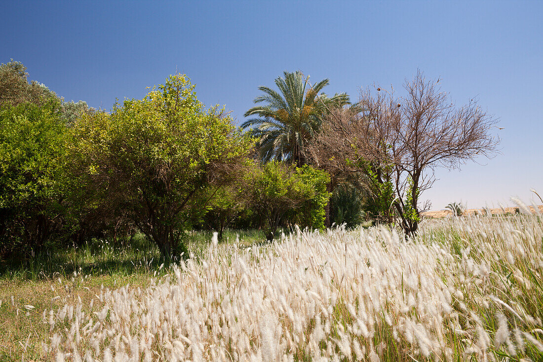Vegetation in Bahariyya Oase, Aegypten, Oase Bahariya, Libysche Wueste
