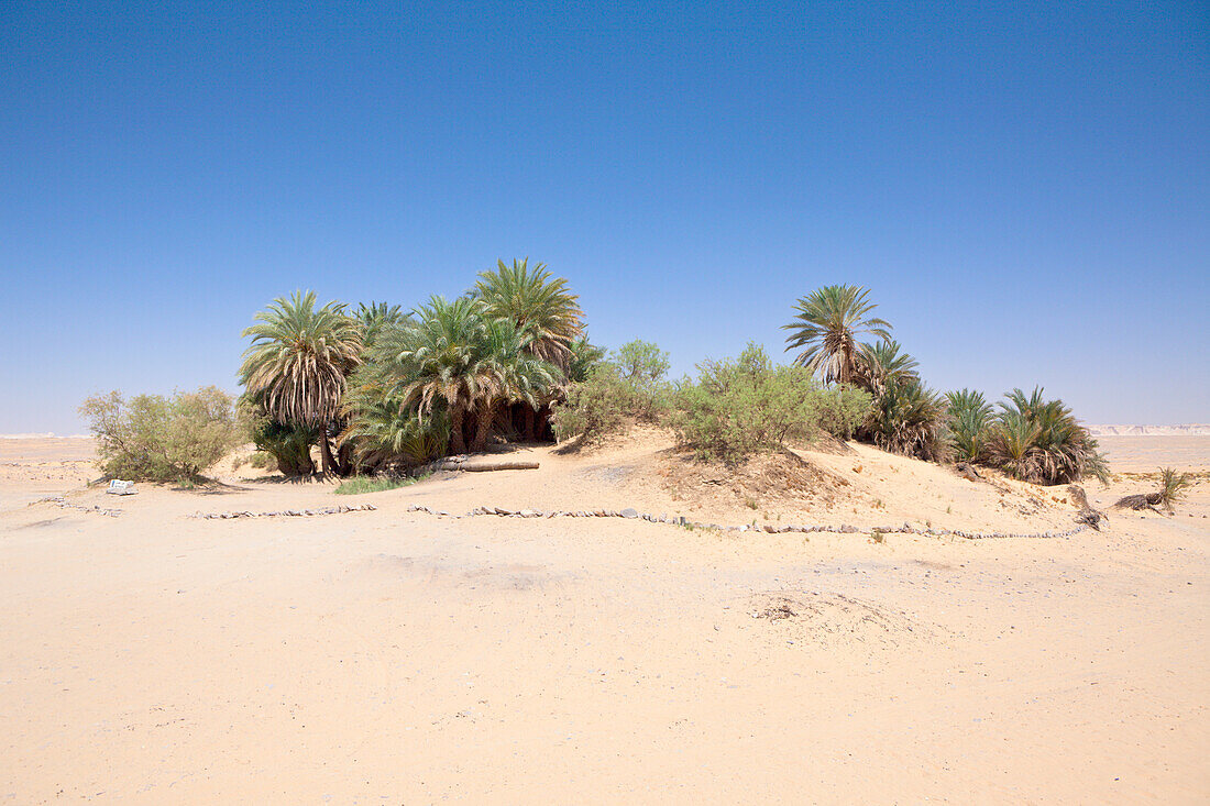 Oasis Ain Khadra near White Desert National Park, Egypt, Libyan Desert