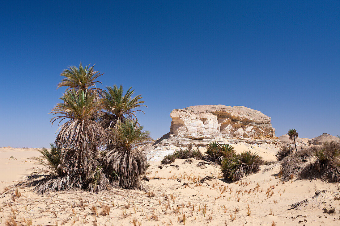 Oasis al-Wadi near White Desert National Park, Egypt, Libyan Desert