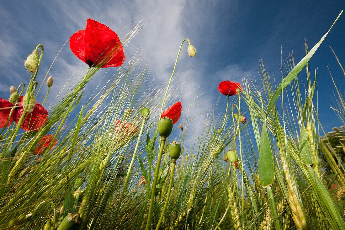 Red Poppy in Corn Field, Papaver rhoeas, Germany, Munich, Bavaria