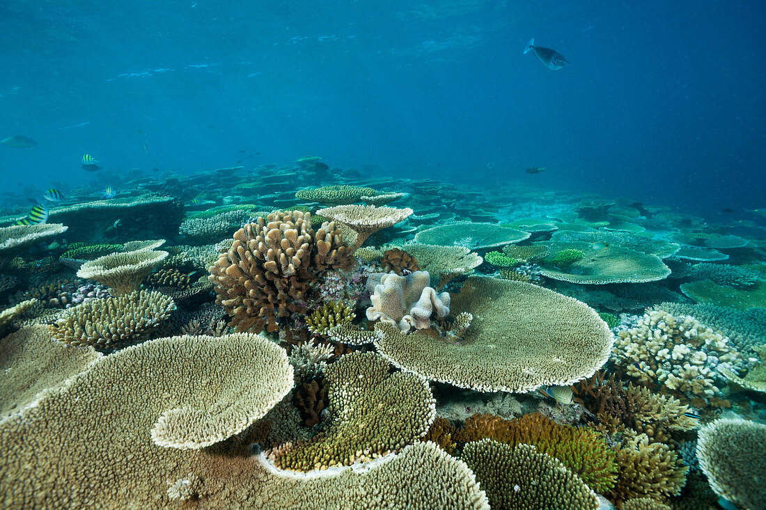 Tischkorallen auf Riffdach, Acropora sp., Malediven, Ellaidhoo Hausriff, Nord Ari Atoll