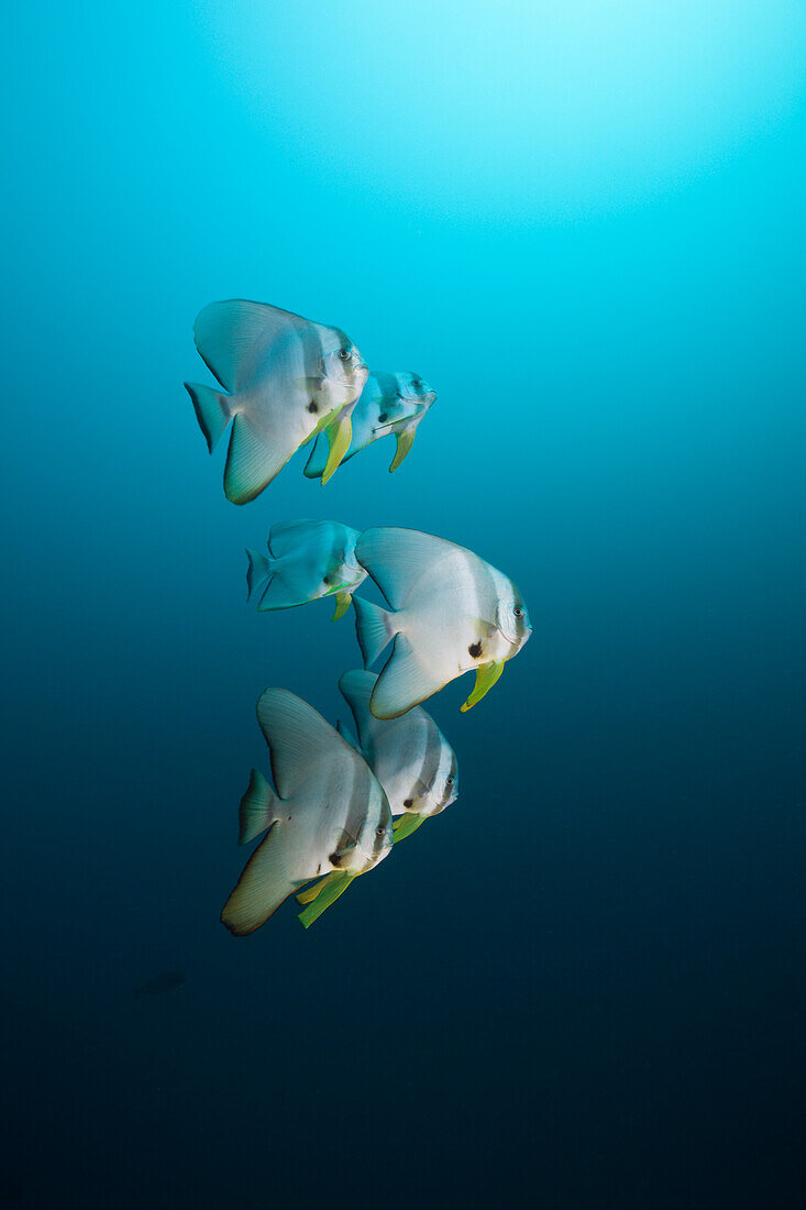 Langflossen-Fledermausfische, Platax teira, Malediven, Nord Ari Atoll