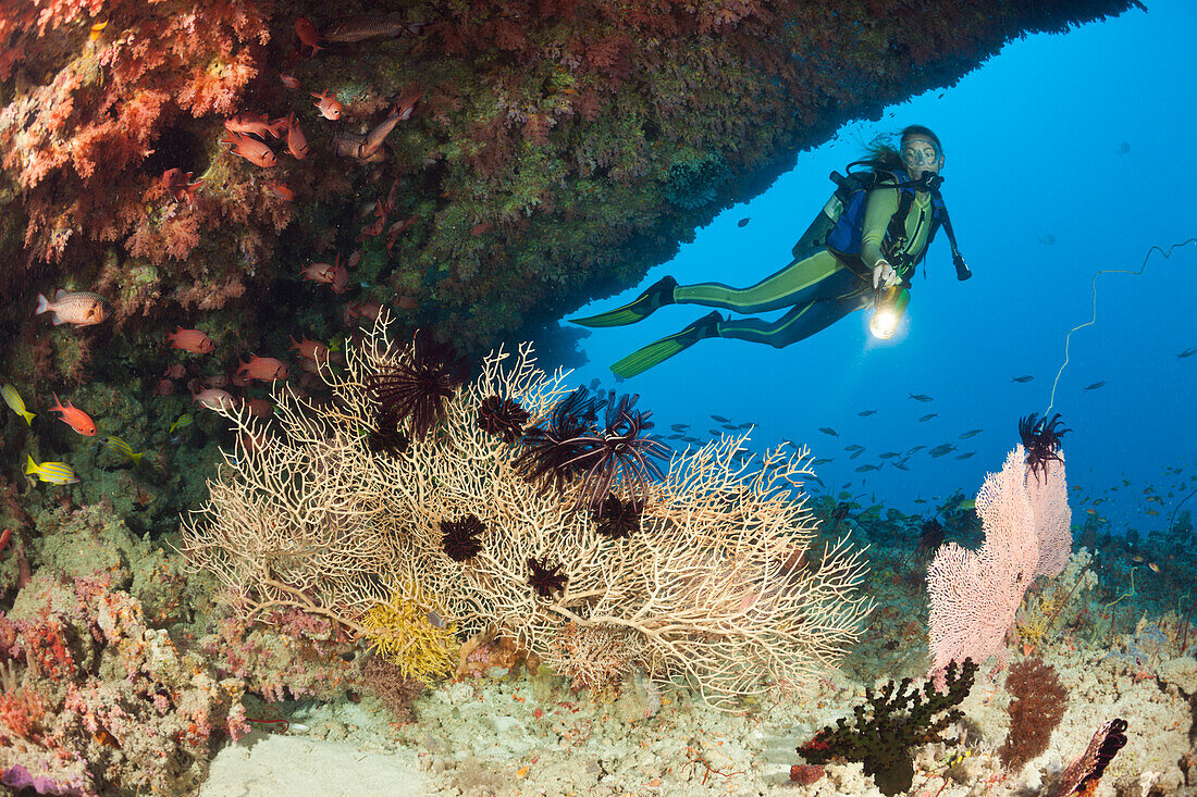 Overhang with Sea Fan and Diver, Maldives, Himendhoo Thila, North Ari Atoll