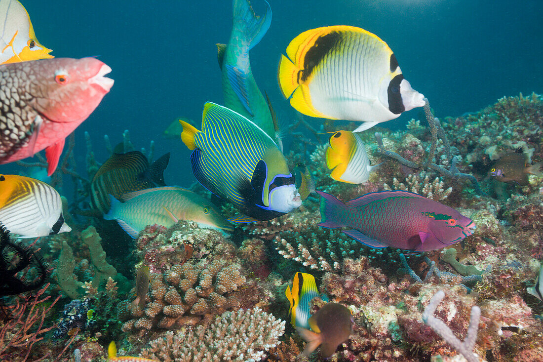 Coralfishes on Coral Reef, Maldives, North Ari Atoll