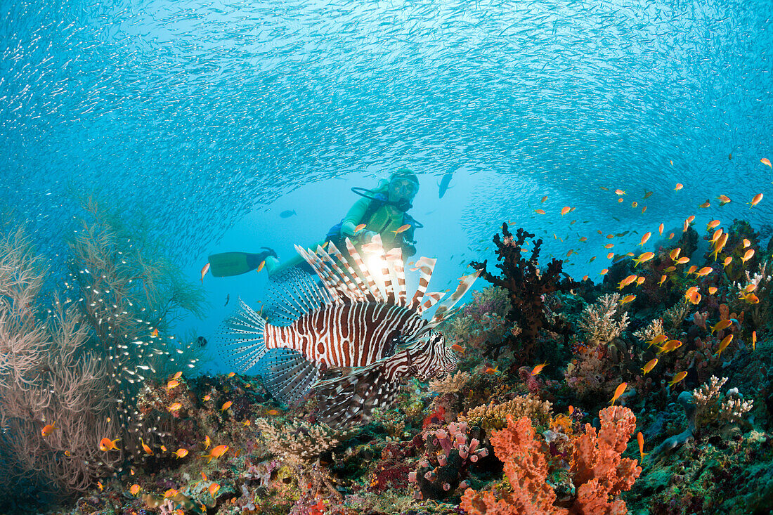 Lionfish and Diver, Pterois miles, Maldives, Maya Thila, North Ari Atoll