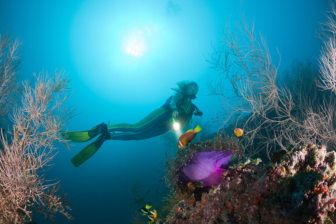 Maldives Anemonefish and Diver, Amphiprion nigripes, Maldives, Maya Thila, North Ari Atoll