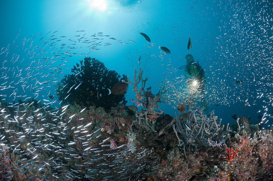 Taucher an Riff mit Glasfischen, Parapriacanthus sp., Malediven, Maya Thila, Nord Ari Atoll