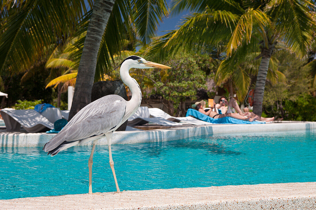 Tagreiher am Pool der Malediveninsel Kandooma, Ardea cinera, Malediven, Sued Male Atoll