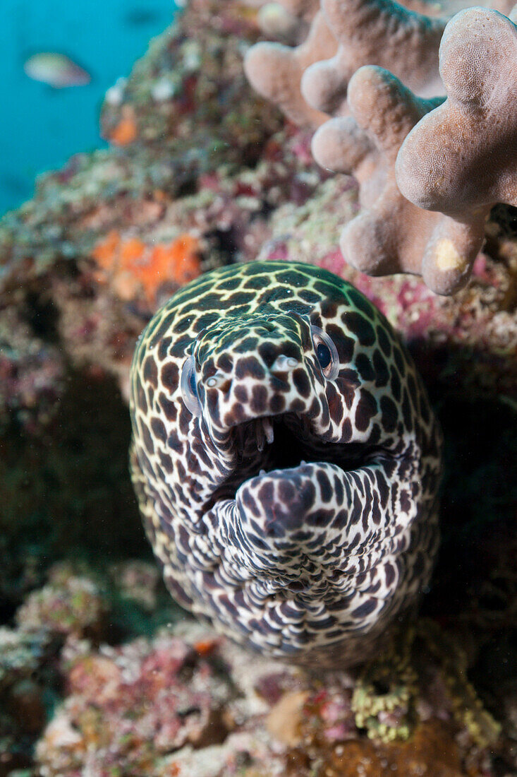 Honeycomb Moray, Gymnothorax favagineus, Maldives, Kandooma Caves, South Male Atoll