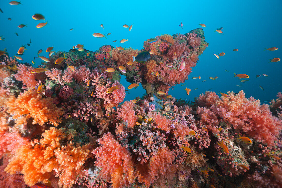 Riff mit Wichkorallen und Fahnenbarschen, Pseudanthias squamipinnis, Malediven, Kandooma Caves, Sued Male Atoll