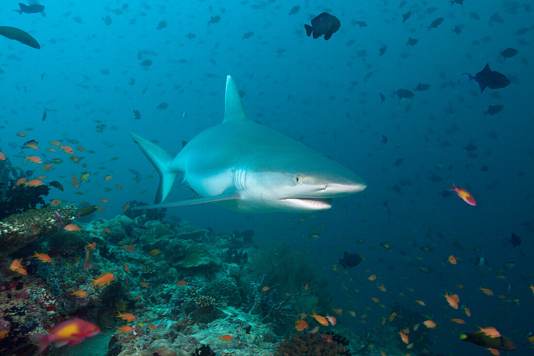 Grauer Riffhai, Carcharhinus amblyrhynchos, Malediven, Guraidhoo Channel, Sued Male Atoll