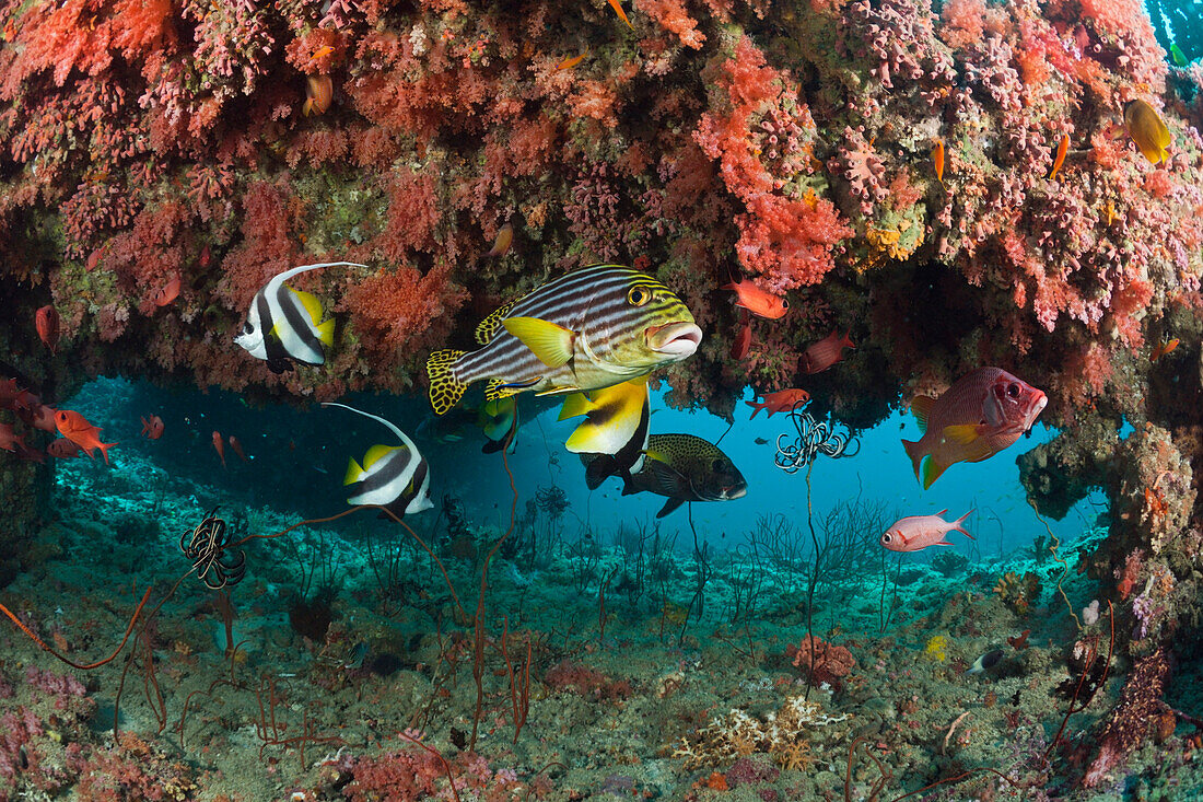 Oriental Sweetlips in Coral Reef, Plectorhinchus vittatus, Maldives, Kandooma Thila, South Male Atoll