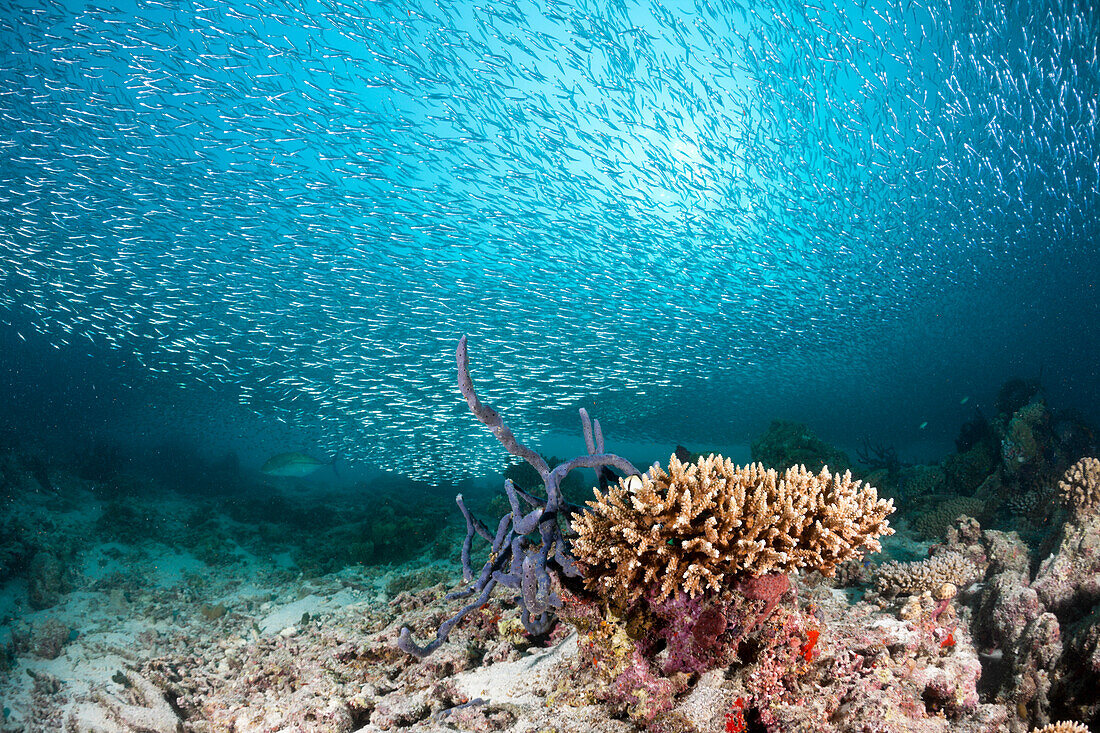 Schwarm Sardinen-Fuesiliere ueber Korallenriff, Dipteryginotus balteatus, Malediven, Medhu Faru Riff, Sued Male Atoll