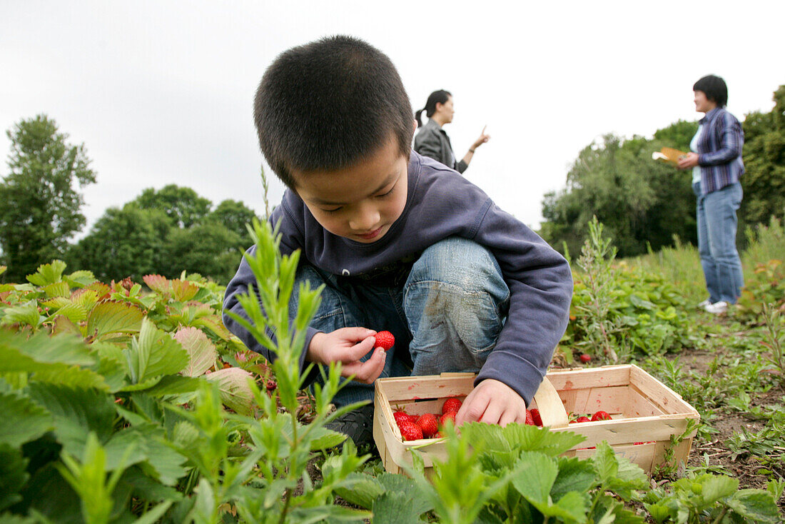 Boy (5 years) picking strawberries on a field, Leipzig, Saxony, Germany
